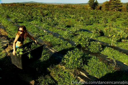 danceincannabis nude #0024